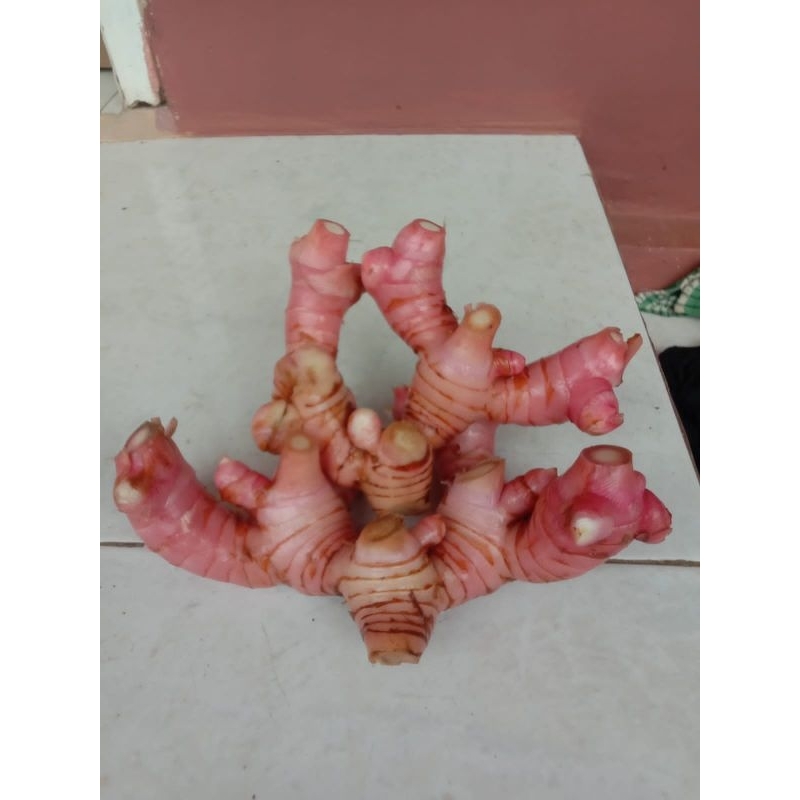 

lengkuas mereh segar per 1kg