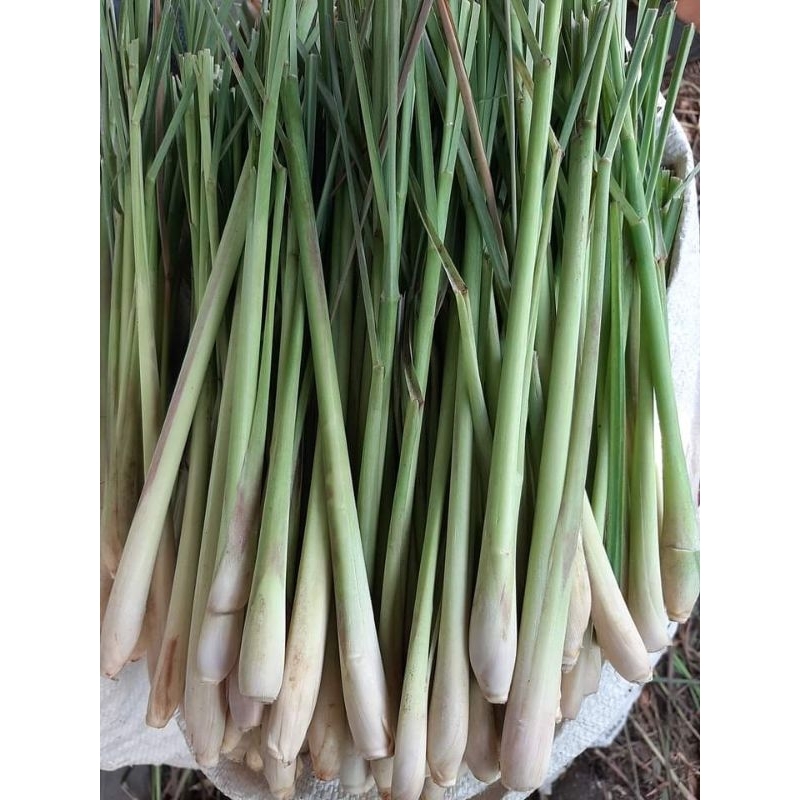 

sereh serai daun sereh serai per 1kg