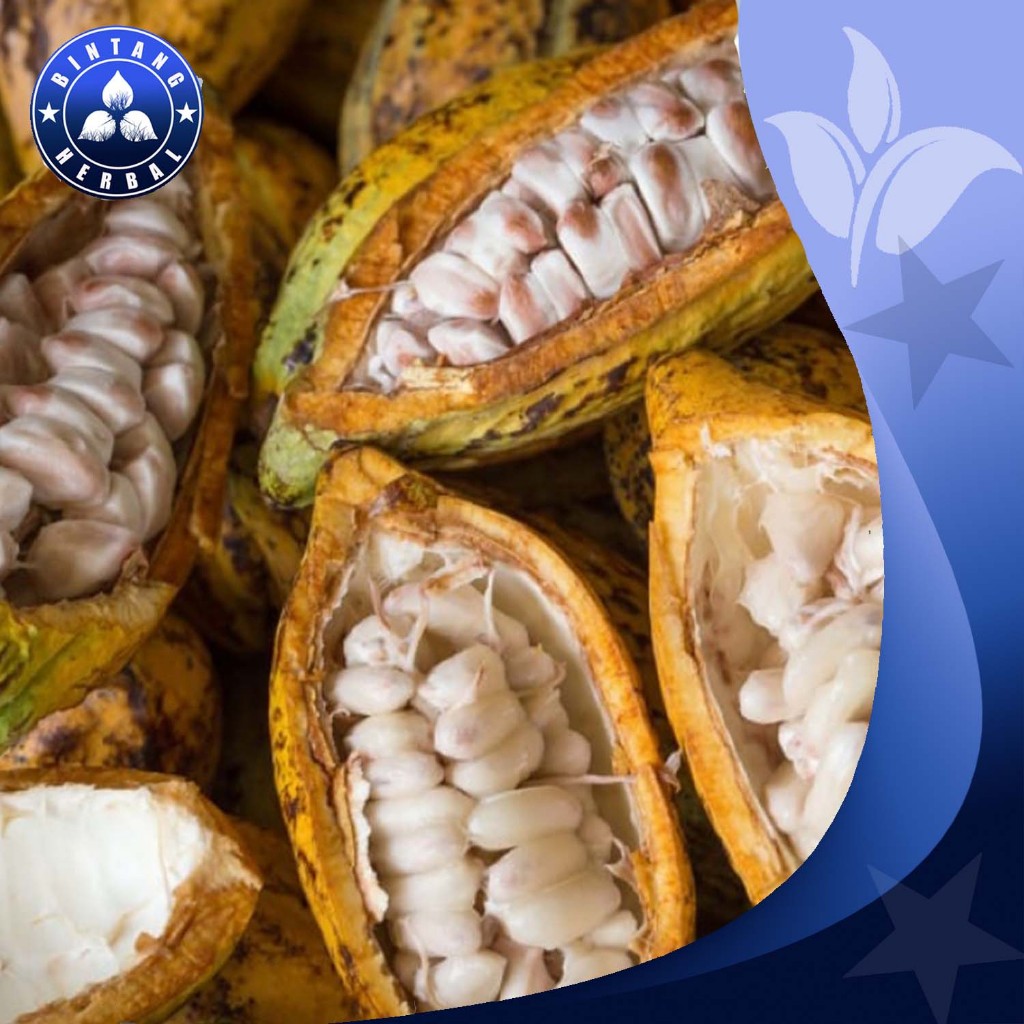 

Buah Coklat Cacao Segar Matang Petik Langsung Fresh Bergaransi