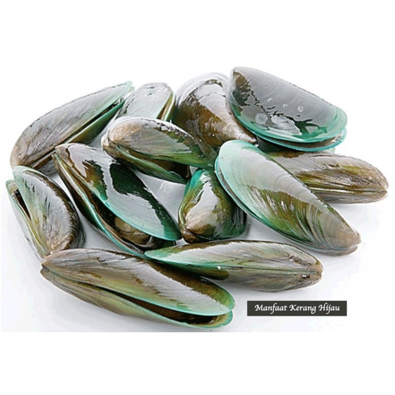 

Kerang Ijo Fresh & Segar 1kg