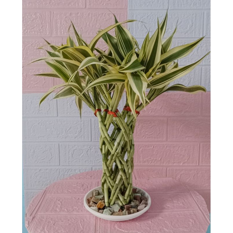 bambu hoki kepang putih vita merah