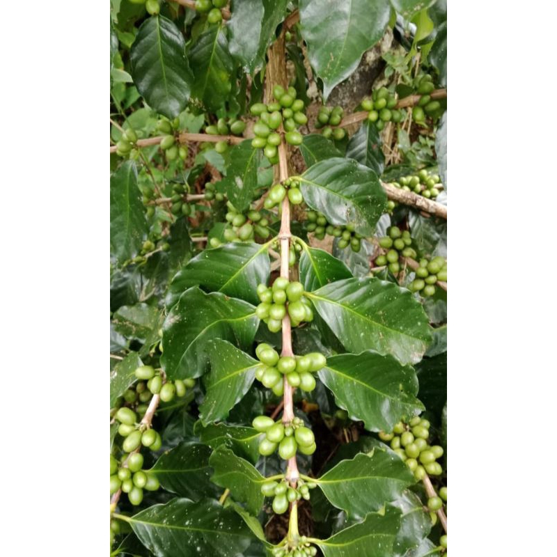 

Kopi arabika ateng super segar 1000 butir