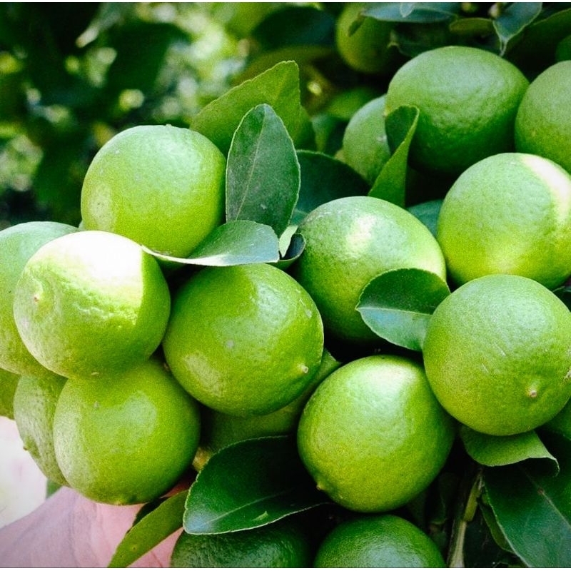 

jeruk nipis peras segar baru petik dari kebun langsung