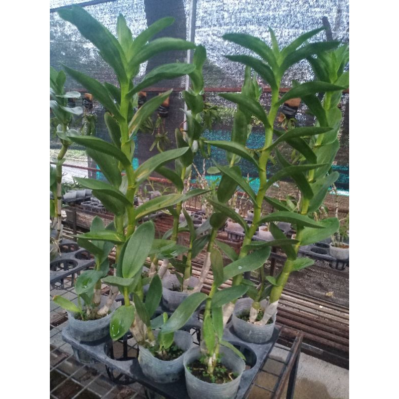 Anggrek dendro keriting Nindy jumbo Dewasa