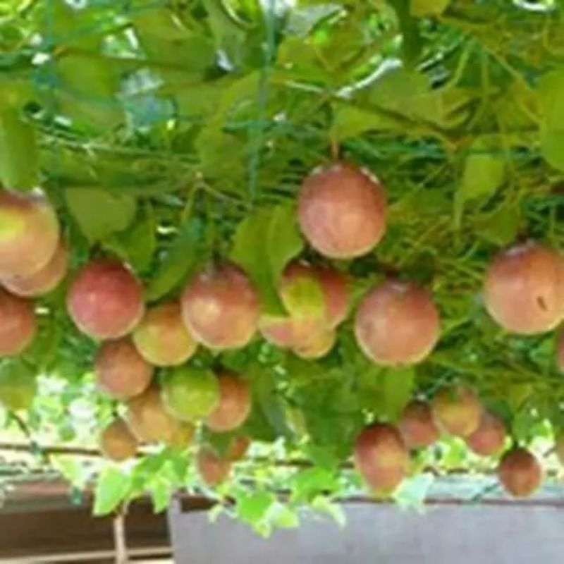 bibit buah markisa / bibit tanaman markisa / bibit tanaman herbal markisa.