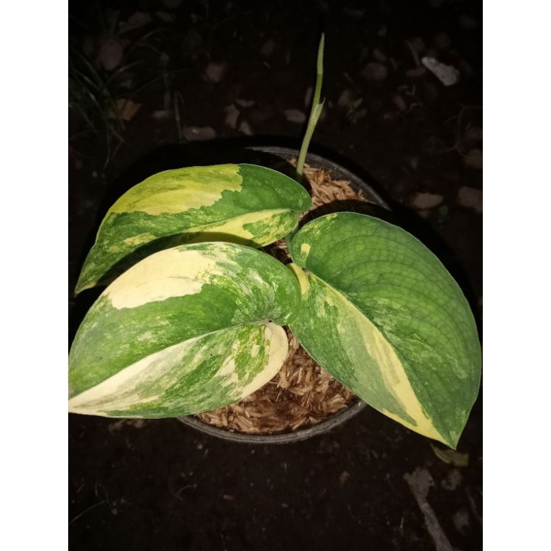 scindapsus Jade satin