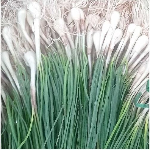 

BAWANG BATAK SEGAR 1KG LOKIO KUCAY BAWANG BATAK