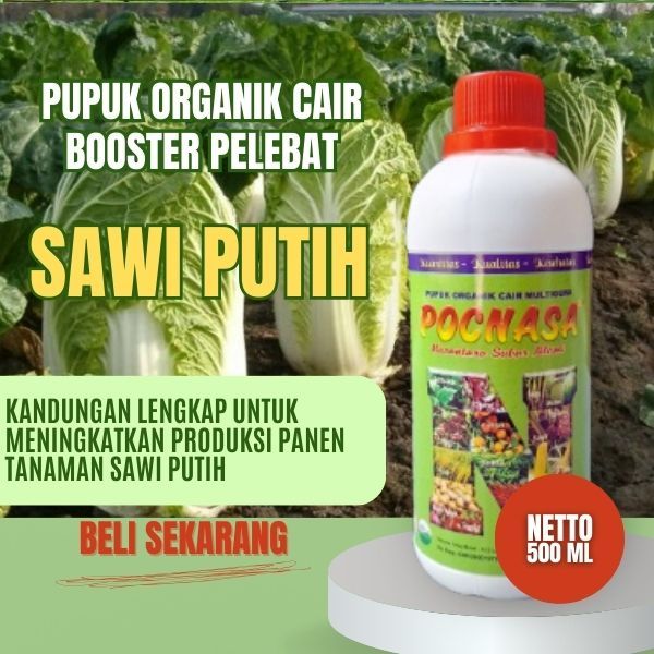 Pupuk Sawi Putih / Pupuk Sawi Putih Siola /  Pupuk Sawi Putih / Pupuk Sawi Putih Bibit / Super King