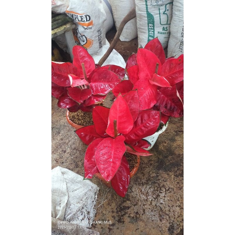 aglaonema suksom