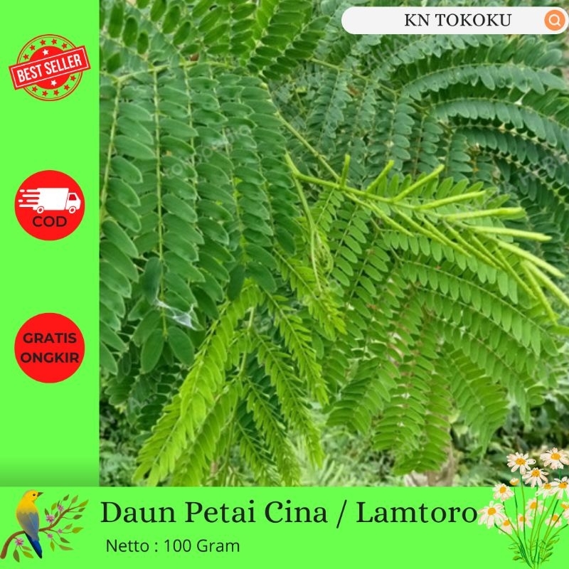 

100 Gram Daun Lamtoro | Lamtoro Gung | Petai Cina Fresh