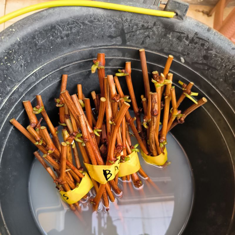 Cutting anggur jupiter