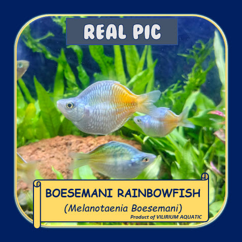 IKAN HIAS AIR TAWAR - RAINBOW BOESEMANI BALLOON / RAINBOW BOESEMANI BALON / RAINBOW BOESEMANI SHORT 