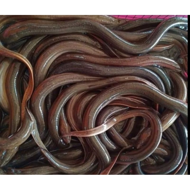 

Ikan Belut Segar 1kg