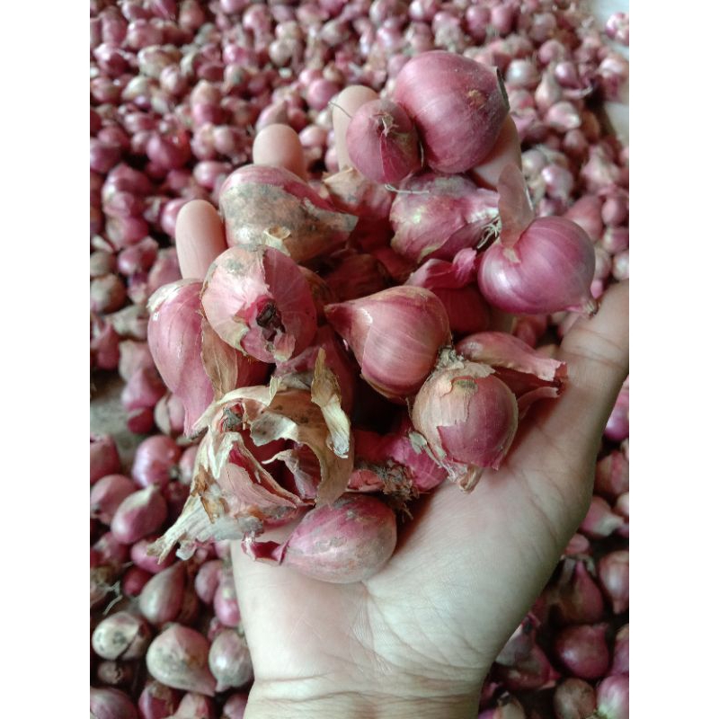 

Bawang Merah Brambang Super