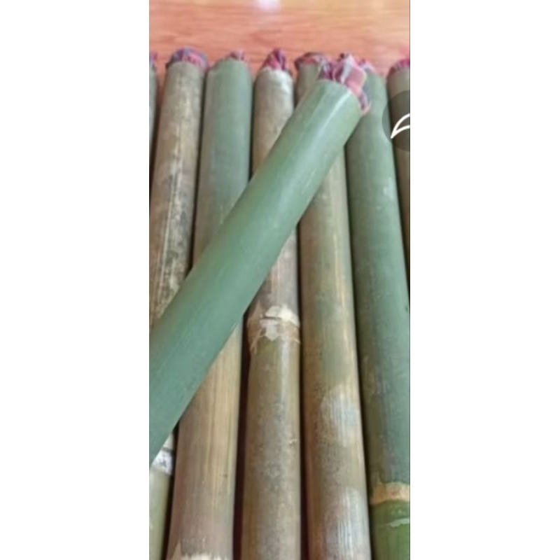 obor bambu panjang 50cm