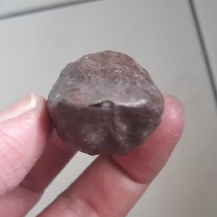 Kemiri Muncang Adu Mayit Anak MD Ori Urgen Size Kecil