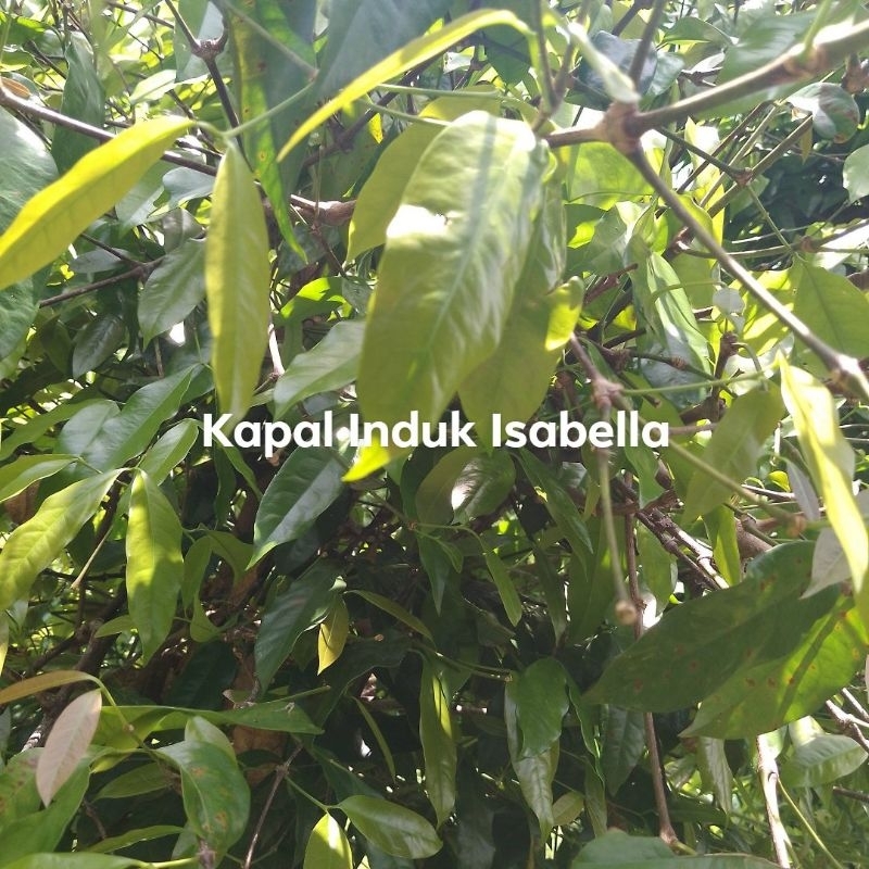 

Daun melinjo muda segar satu ikat