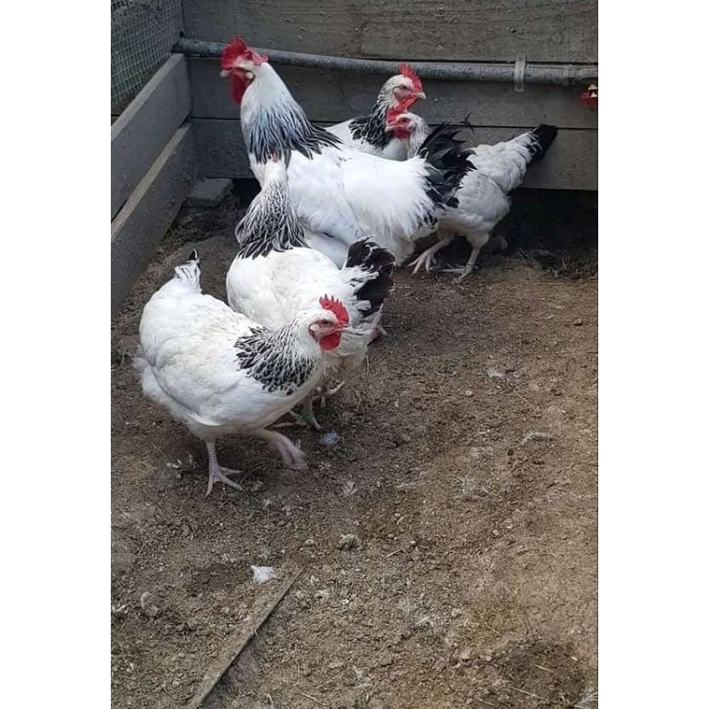 

telur fertil ayam sussex ory untuk di tetaskan