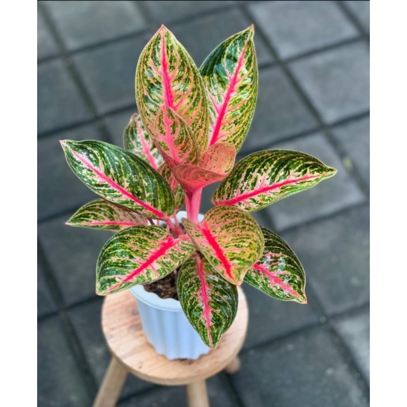 Tanaman Hias Aglonema Widuri - aglonema cantik widuri