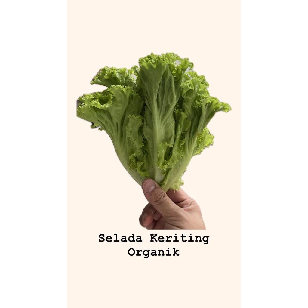 

Selada Keriting Organik By Tangan Hejo