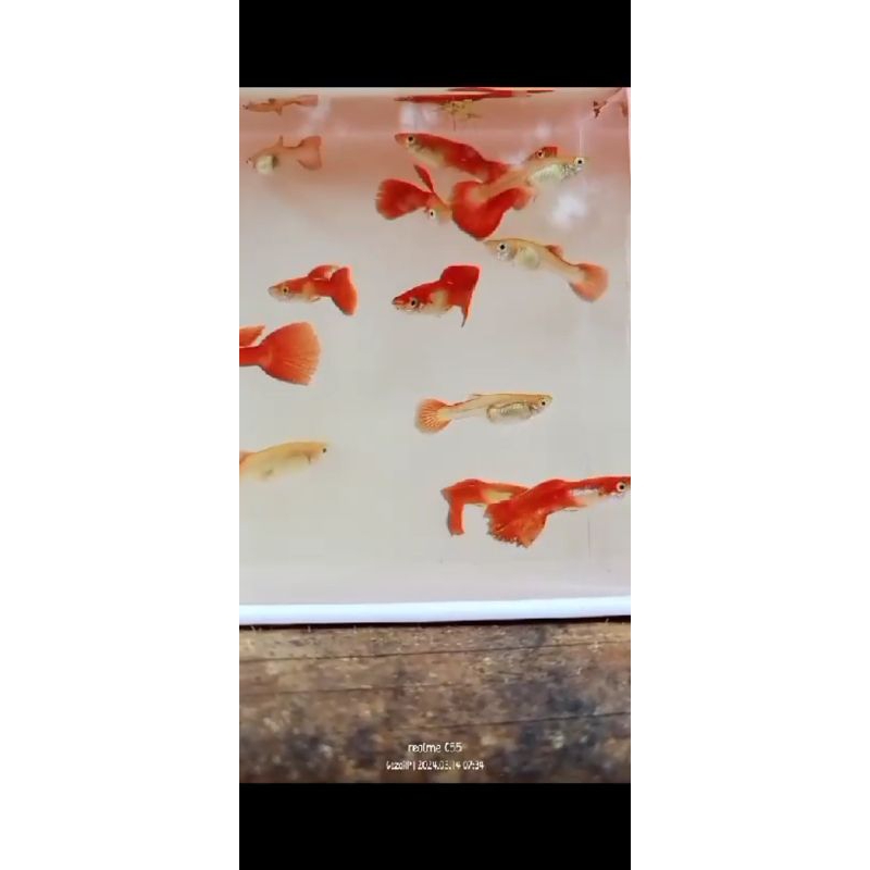guppy fullred atau red moscow