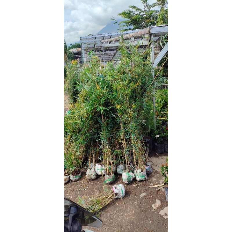 Tanaman bambu kuning mini