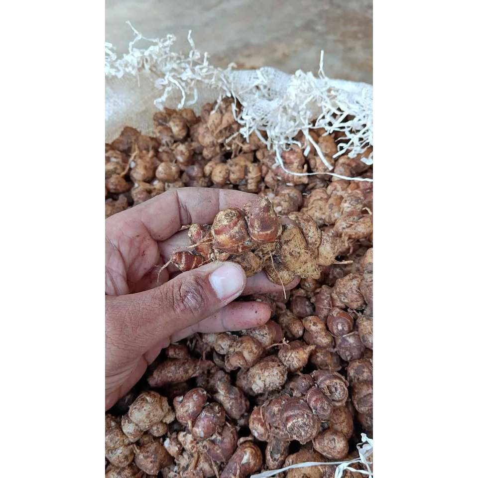 

Kencur Cikur 500gr 1/2kg Segar Bahan Seblak Bumbu Masak