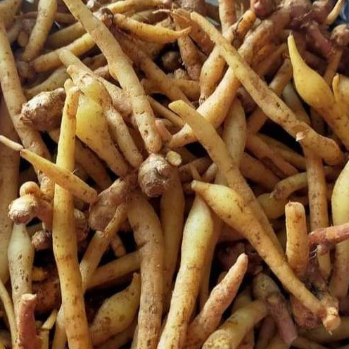 

Temu kunci fresh segar dan bersih obat herbal 1 kg