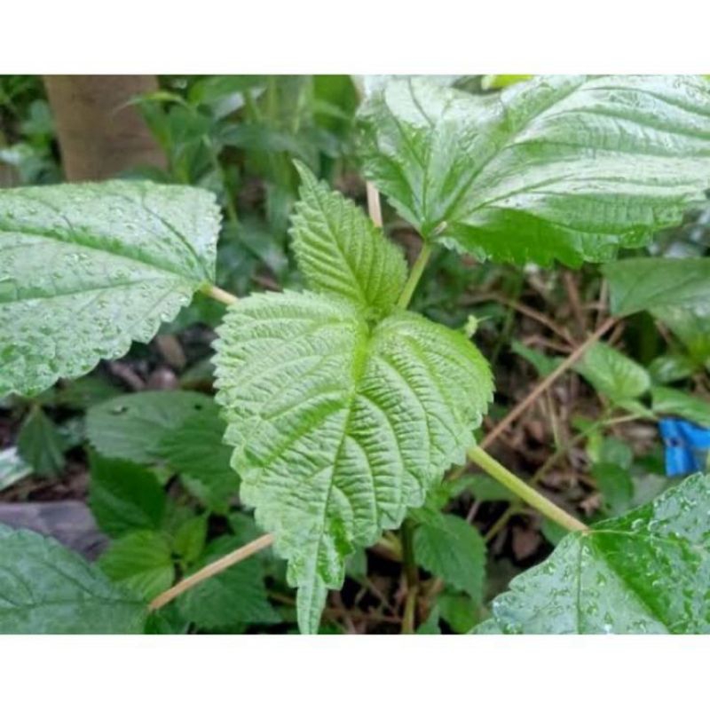 

Daun jelatang atau biasa di sebut dengan pulus ayam di sunda