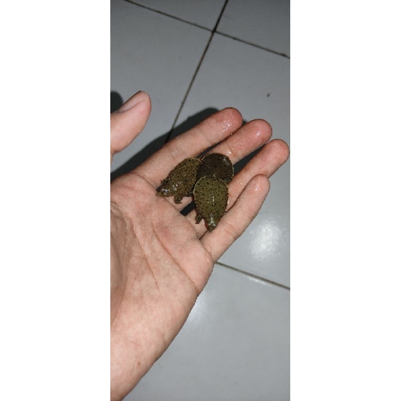 bulus/labi labi  mainan anak