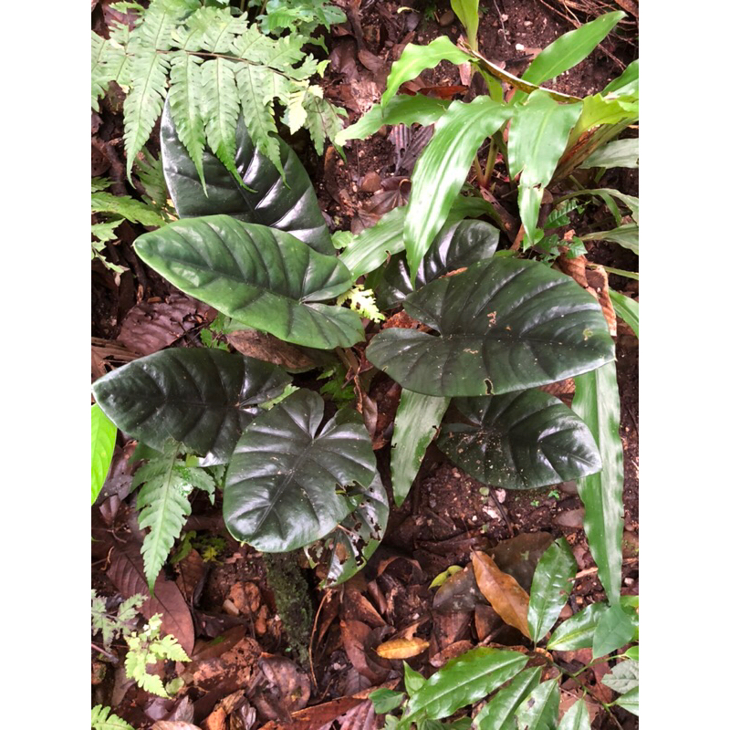 READY BONGGOL ALOCASIA ARIFOLIA 1 Kg