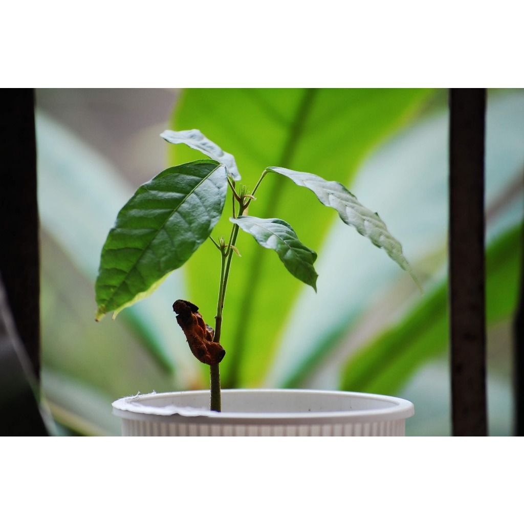 Bibit Buah Tanaman Kakao ( Cokelat ) bibit okulasi tanaman buah buahan