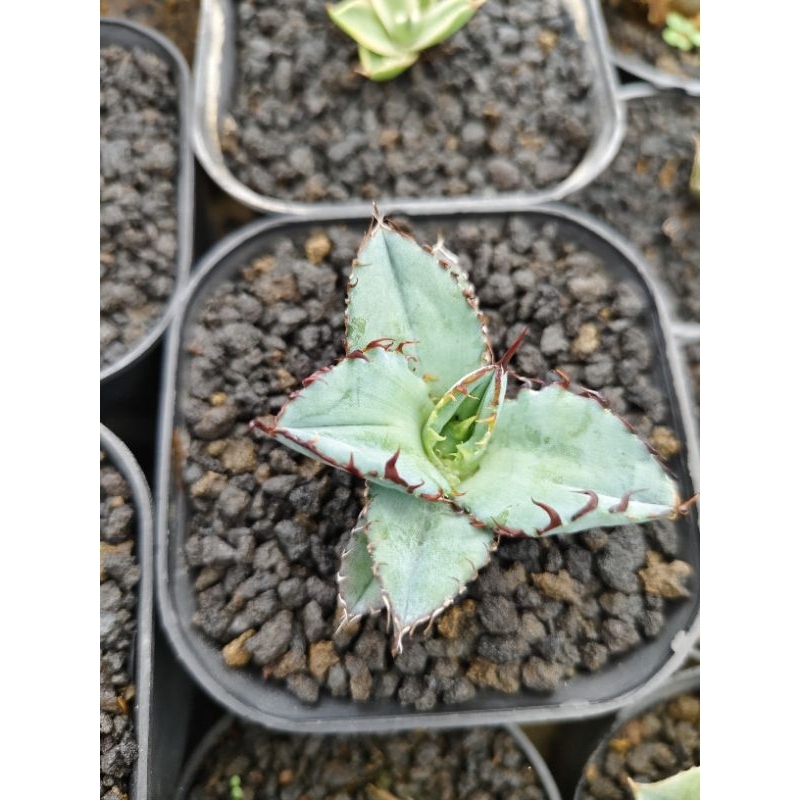 agave titanota blueball