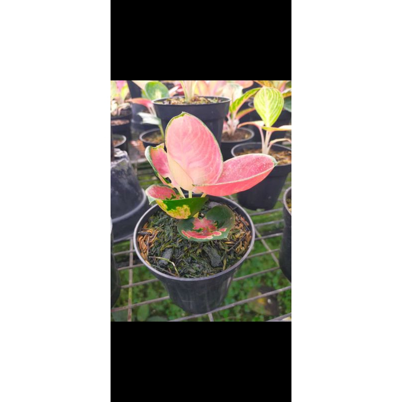 Aglonema suksom mangkok beby 2/3/4 daun
