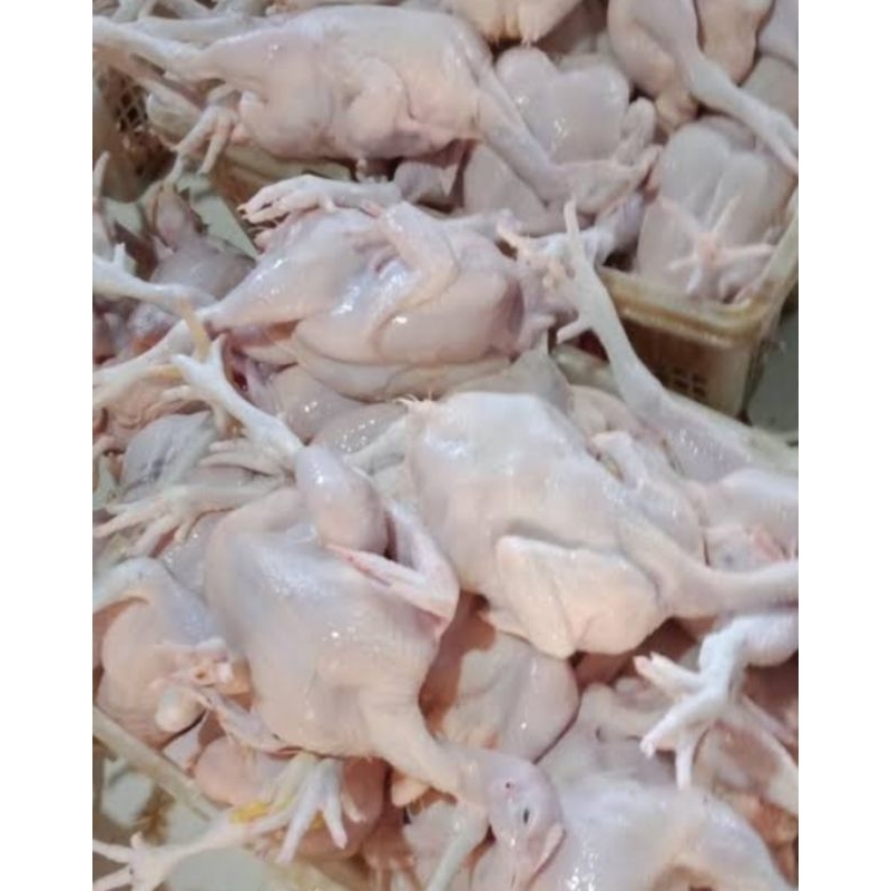 

Ayam broiler 0,8ons/800g