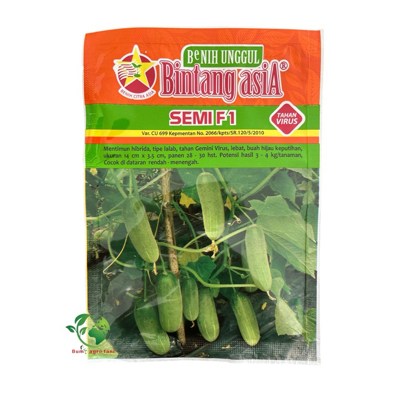 BENIH BIBIT TIMUN MENTIMUN SEMI F1 -  BINTANG ASIA EXP 2026