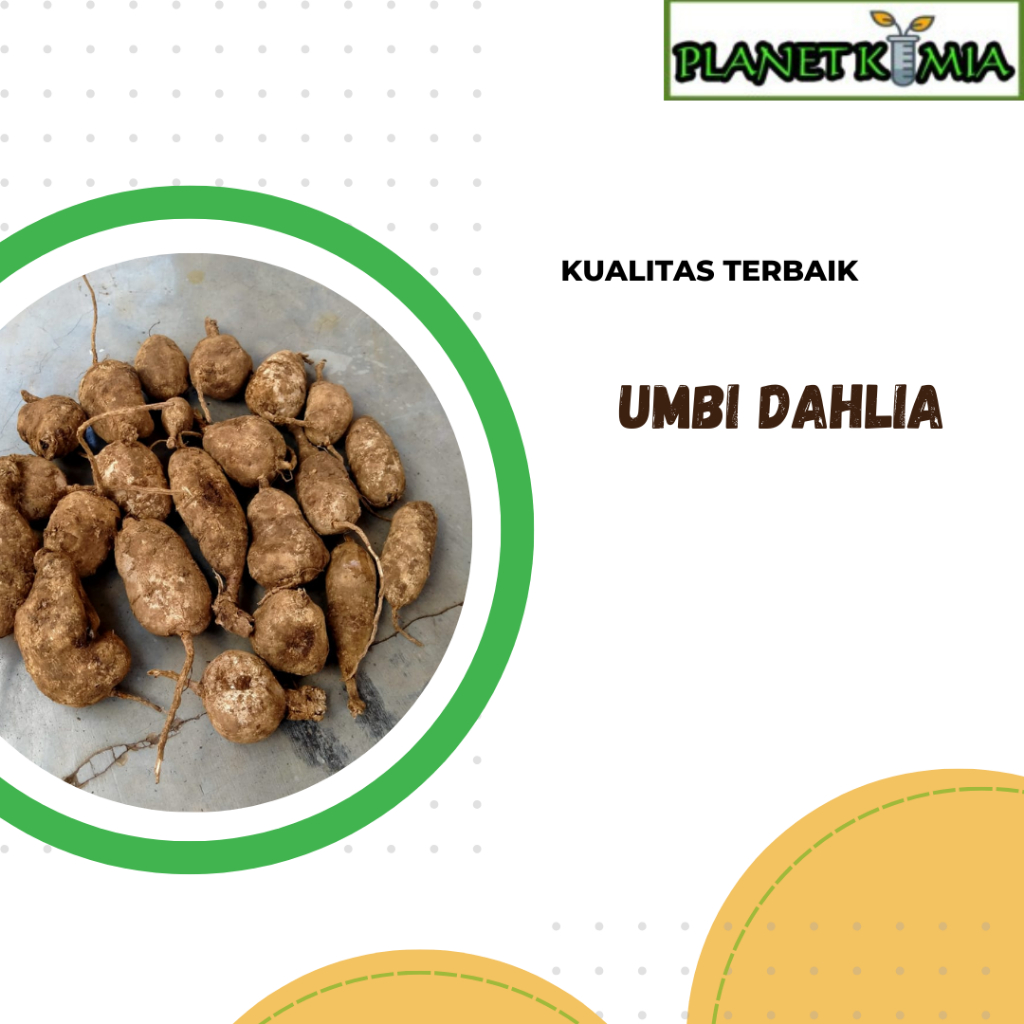 

ekstrak umbi dahlia best product