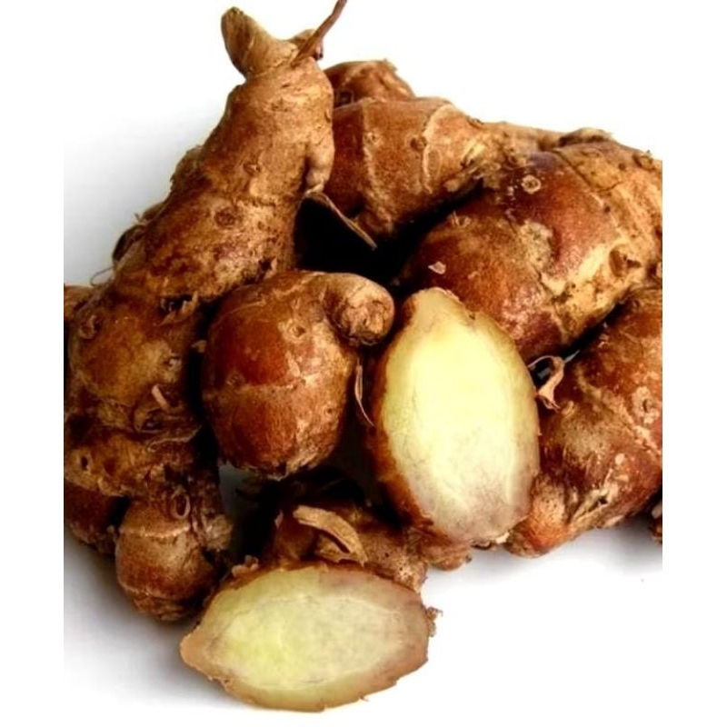 

KENCUR FRESH 1KG