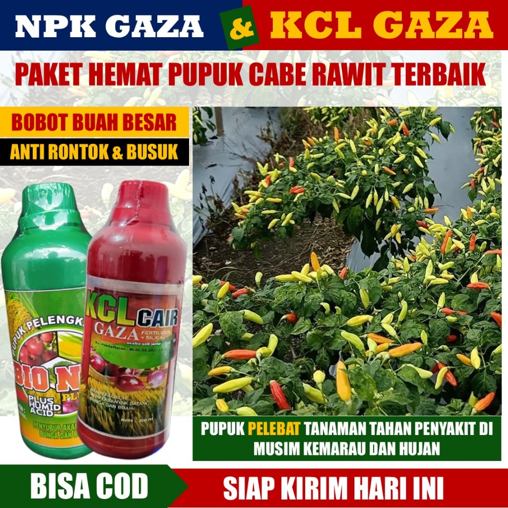 NPK GAZA & KCL GAZA Paket Pupuk Terbaik Booster Buah Cabe Pupuk Pembesar Buah Cabe Rawit Domba, Cabe