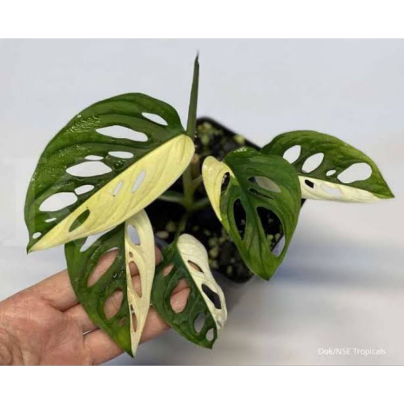 Janda Bolong Variegata