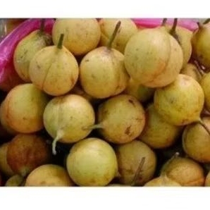 

BUAH PALA SEGAR TANPA KUPAS 1000 GRAM