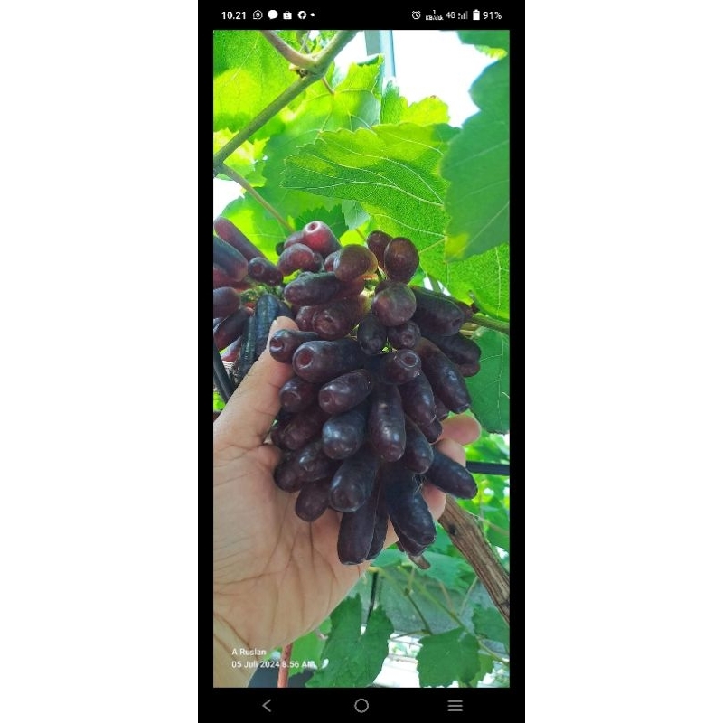 

Bibit anggur import moondrop tinggi 40-60cm