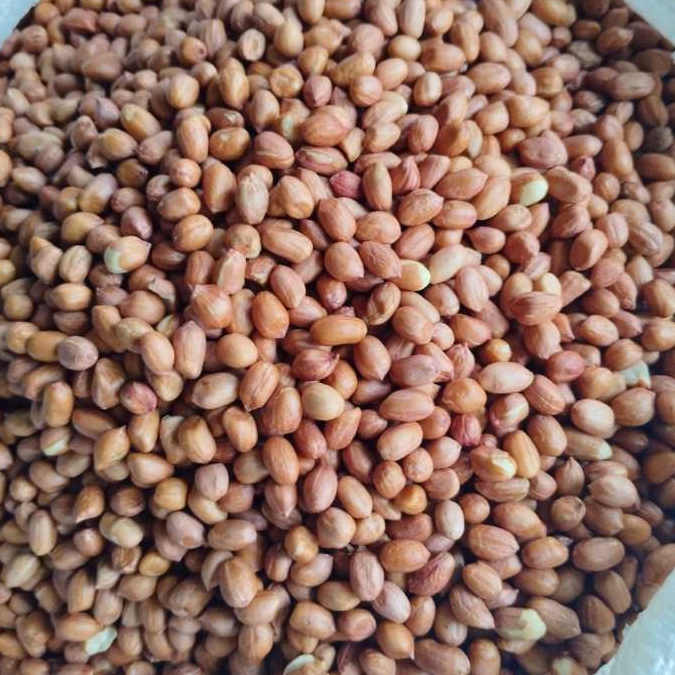 

KACANG TANAH Berkualitas 1 kg (1000 gram)