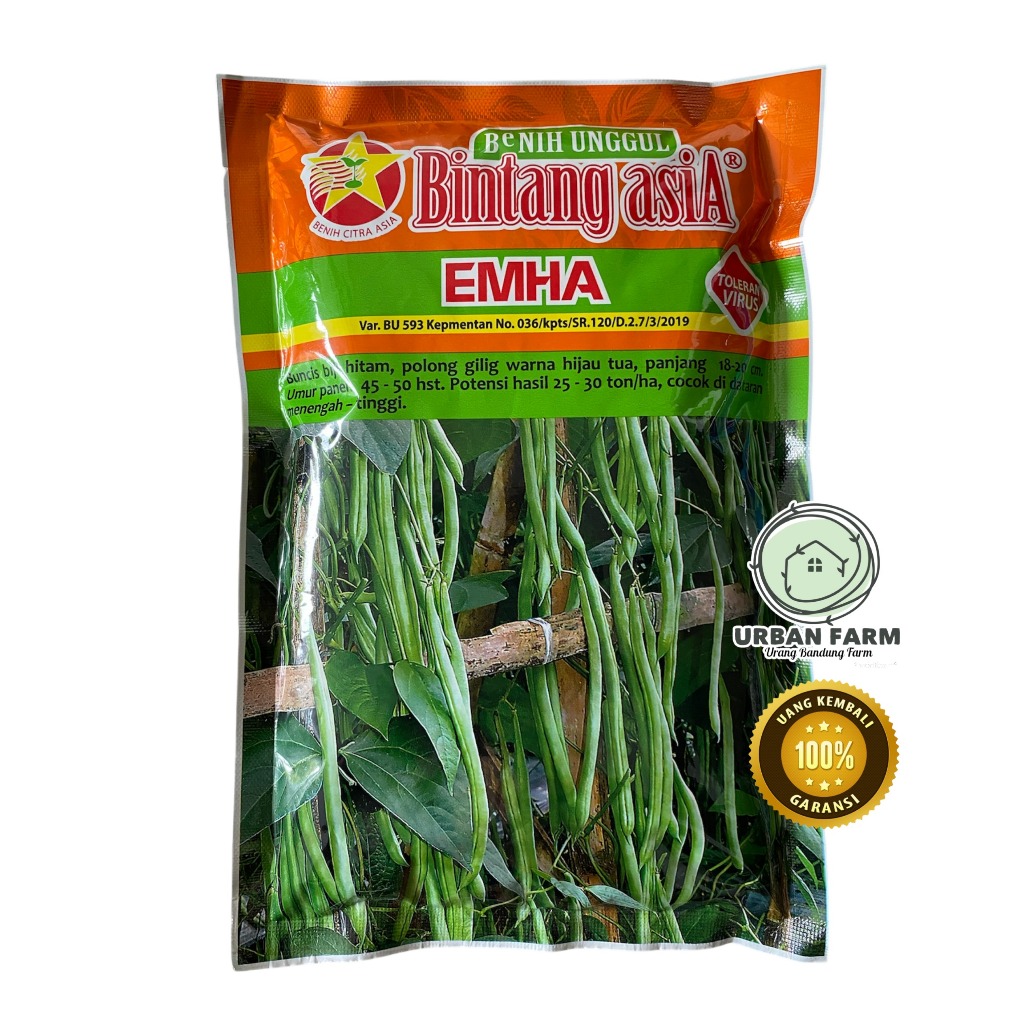 Benih Buncis EMHA 500gr Bintang Asia | Benih Buncis TEWE Buncis BIJI HITAM