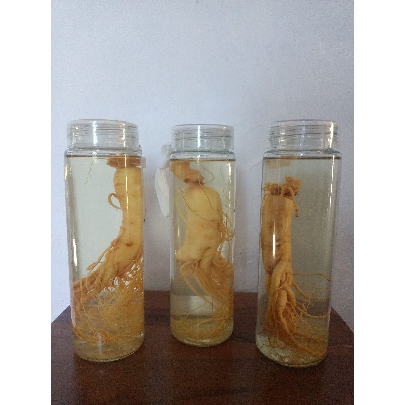 

(COD) ginseng korea dalam rendaman siap konsumsi
