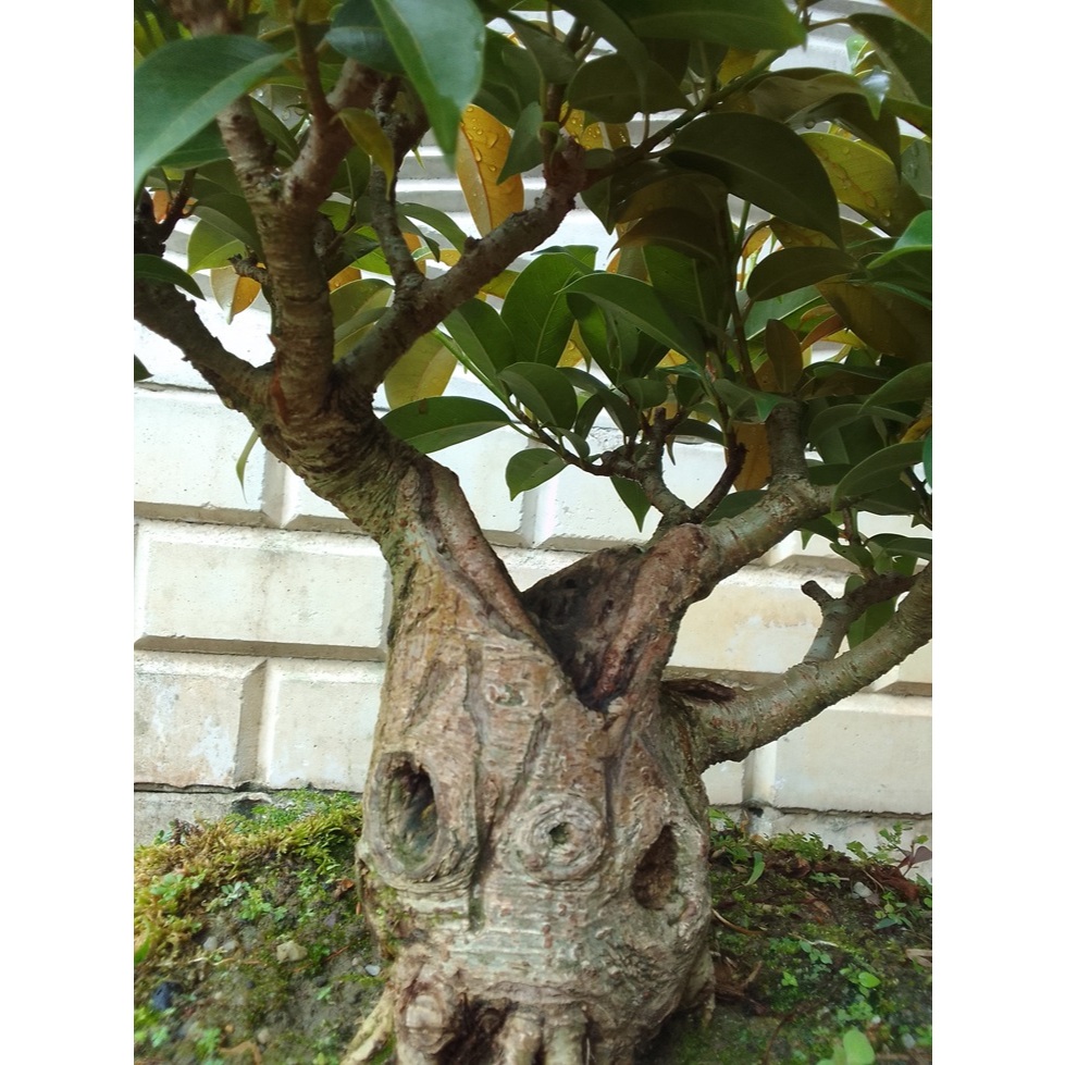 Bonsai Beringin caulo carpa ukuran medium siap pajang dan jalan-jalan