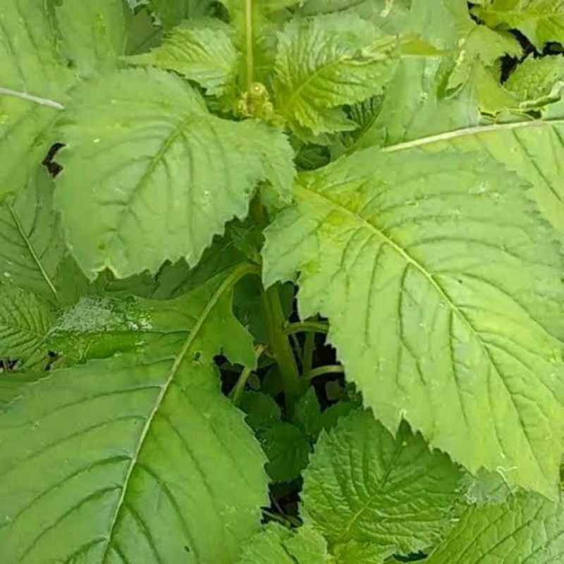 

daun salentrong/sentrong/sintrong/jamrong 250 gr