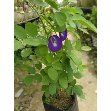 Bunga Herbal TELANG - Bibit Tanaman Herbal Bunga Telang Berbunga - Bibit Tanaman Obat Bunga Telang -