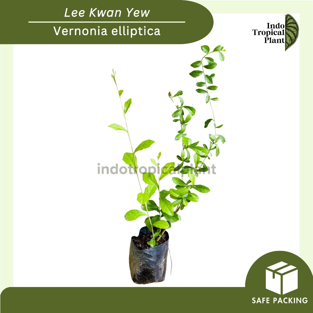 Lee kwan yew / Li kwan yu / Tanaman juntai / Vernonia elliptica / Hiasan Taman