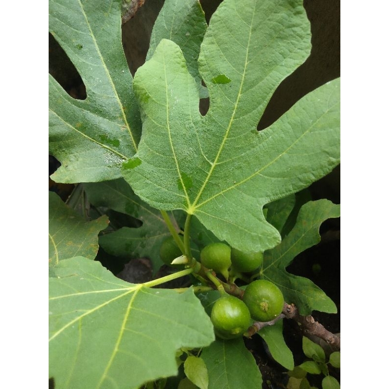 

daun tin segar